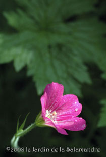 Geranium endressii au Jardin de la Salamandre en Dordogne