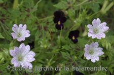geranium_kath_adele au Jardin de la Salamandre en Dordogne