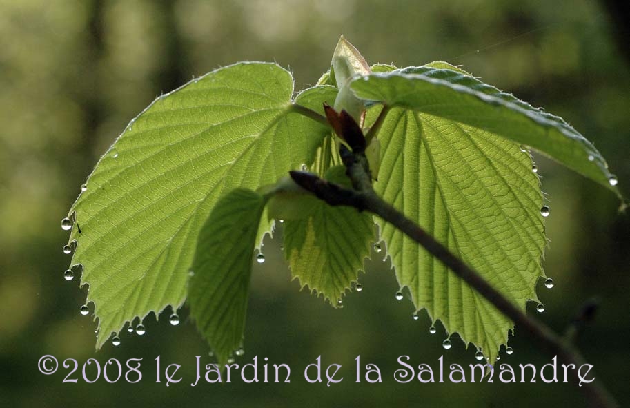 Corylopsis sinensis au Jardin de la Salamandre en Dordogne