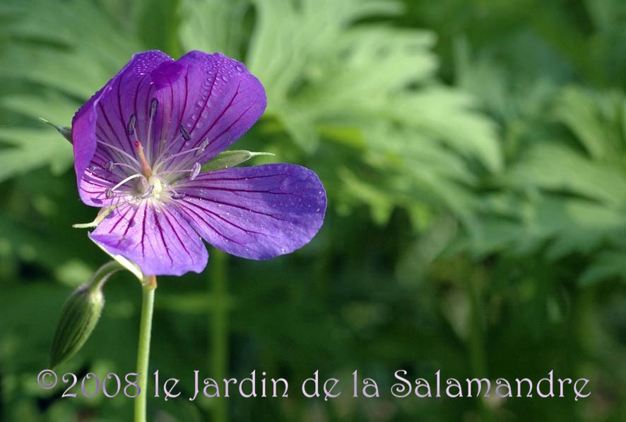 Geranium 'Nimbus' au Jardin de la Salamandre en Dordogne