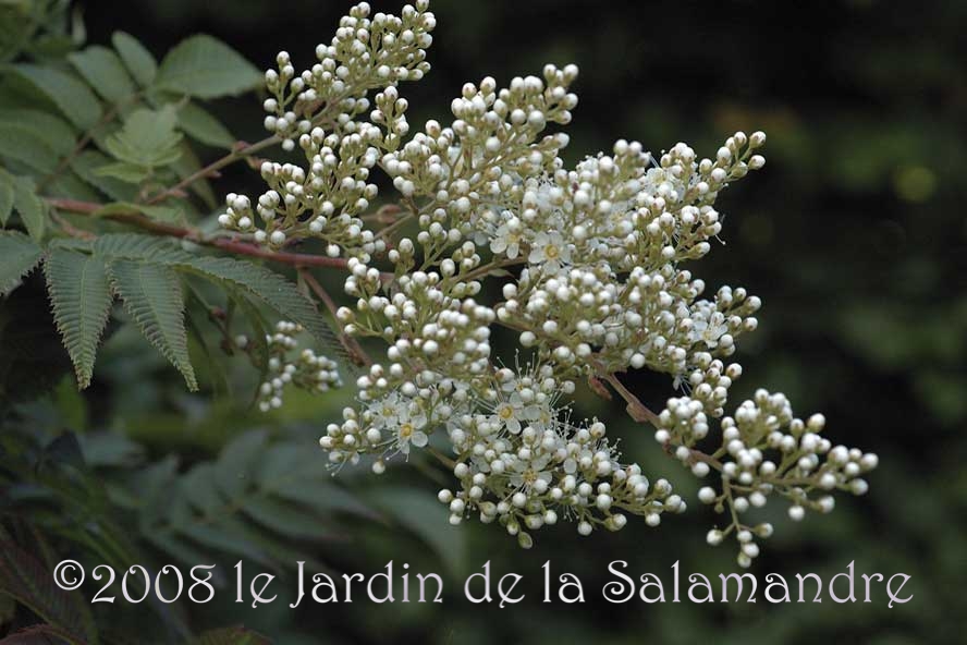 Sorbaria kirilowii bau Jardin de la Salamandre en Dordogne