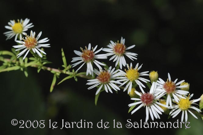 Aster ericoides 'Golden Spray' au Jardin de la Salamandre en Dordogne
