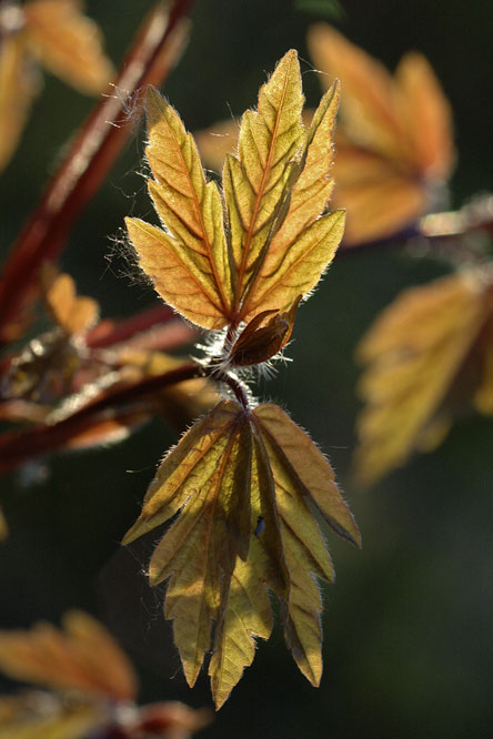 Acer griseum au Jardin de la Salamandre en Dordogne