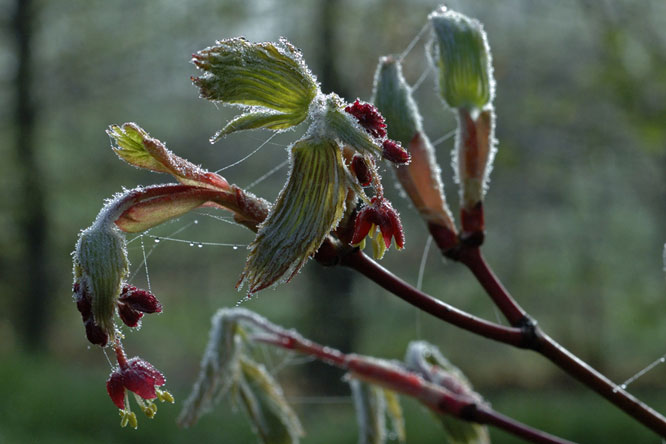Acer japonicum 'Aconitifolium'  au Jardin de la Salamandre en Dordogne