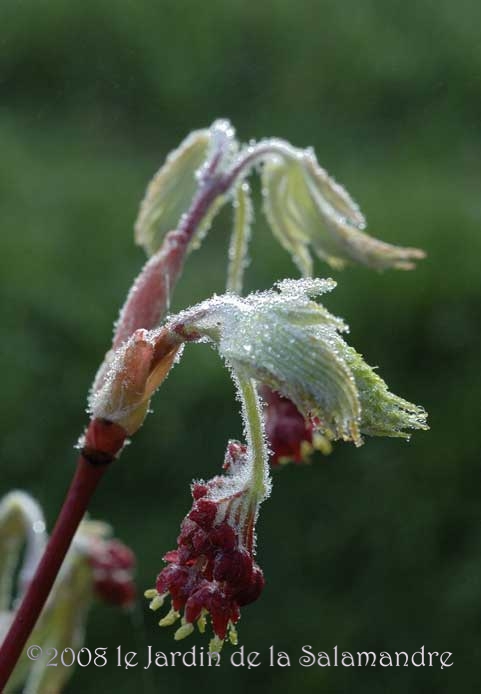 Acer japonicum au Jardin de la Salamandre en Dordogne