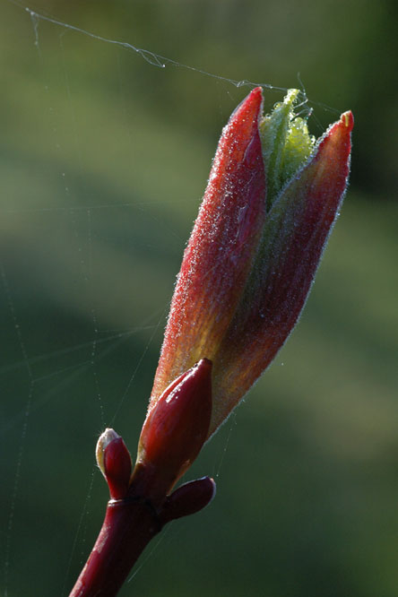 Acer pennsylvanicum au Jardin de la Salamandre en Dordogne