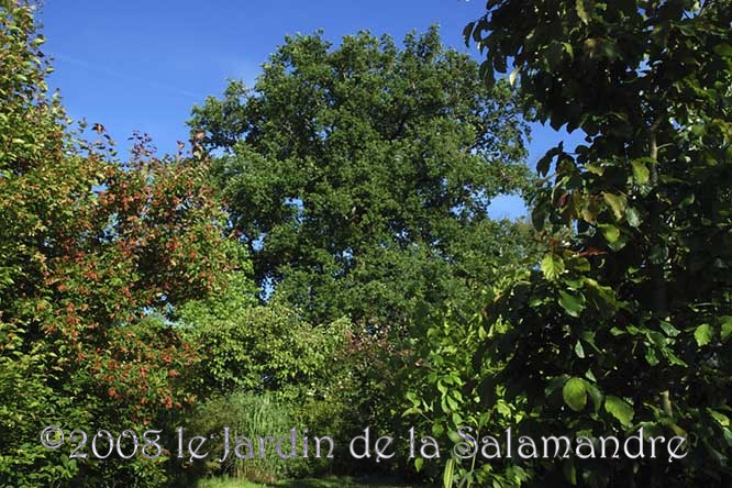 Arbres au Jardin de la Salamandre en Dordogne