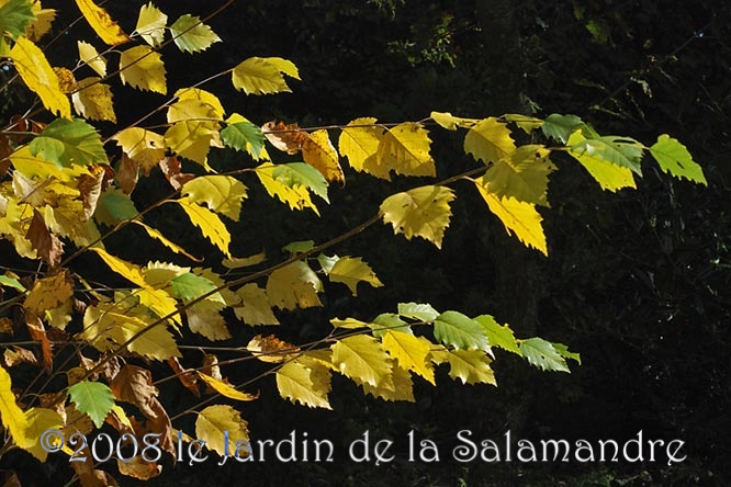 Betula nigra en automne au Jardin de la Salamandre en Dordogne