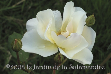 Rosa 'Bishop' au Jardin de la Salamandre en Dordogne