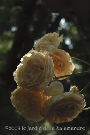 Rose 'Buff Beauty' au Jardin de la Salamandre en Dordogne
