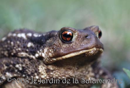Crapaud commun (Bufo bufo) au Jardin de la Salamandre en Dordogne