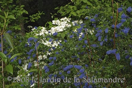 Ceanothe et viorne au Jardin de la Salamandre en Dordogne