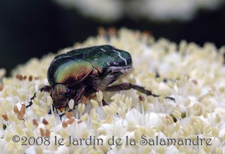 Cétoine dorée (Cetonia aurata) au Jardin de la Salamandre en Dordogne