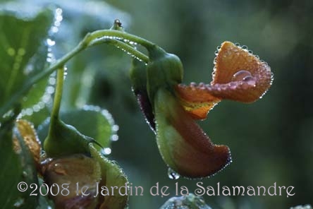 Colutea x media 'Copper Beauty' au Jardin de la Salamandre en Dordogne