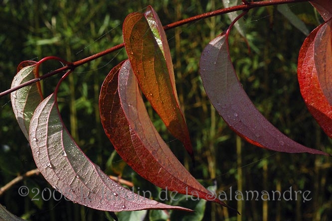 Cornus racemosa en automne au Jardin de la Salamandre en Dordogne