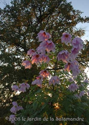 Dahlia imperialis au Jardin de la Salamandre en Dordogne
