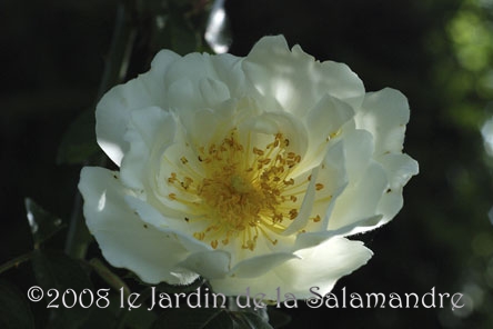 Rose 'Daisy Hill' au Jardin de la Salamandre en Dordogne