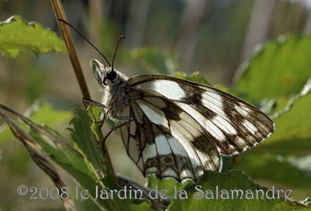 Demi-deuil (Melanargia galathea) au Jardin de la Salamandre en Dordogne