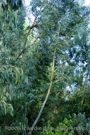 Eucalyptus au Jardin de la Salamandre en Dordogne