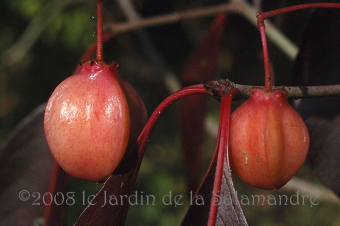 Euonymus grandiflorus 'Red Wine'  en automne au Jardin de la Salamandre en Dordogne