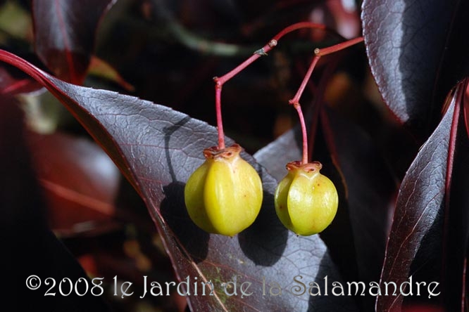 Euonymus grandiflorus 'Red Wine' en automne au Jardin de la Salamandre en Dordogne