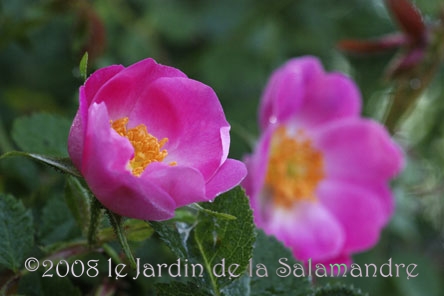 Rosa 'Flora Mac Ivor' au Jardin de la Salamandre en Dordogne