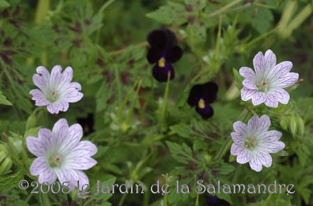 Geranium x oxonianum 'Katherine Adele' au Jardin de la Salamandre en Dordogne