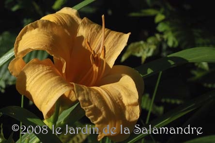Hemerocallis 'Marvellous Work' au Jardin de la Salamandre en Dordogne