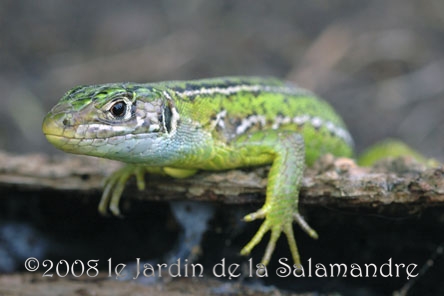 Lézard vert (Lacerta viridis) au Jardin de la Salamandre en Dordogne