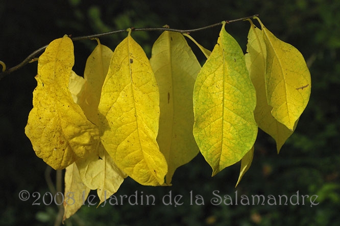 Lindera benzoin en automne au Jardin de la Salamandre en Dordogne