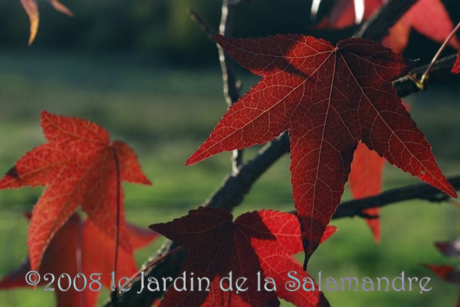 Fraxinus bungeana en automne au Jardin de la Salamandre en Dordogne