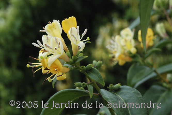 Ribes laurifolium au Jardin de la Salamandre en Dordogne