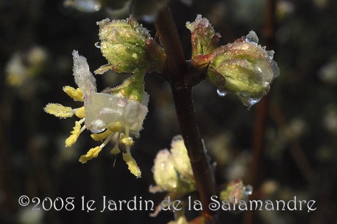 Lonicera x fragrantissima au Jardin de la Salamandre en Dordogne