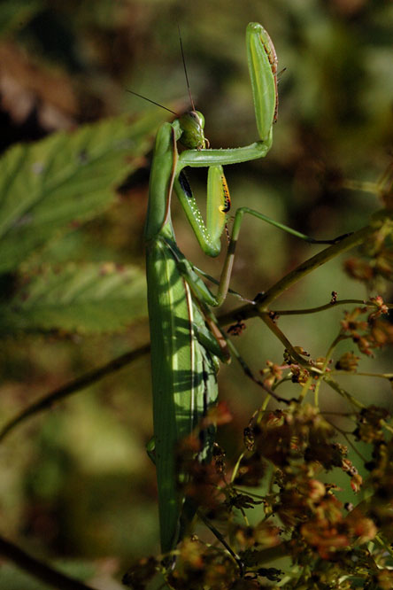 Mante religieuse (Mantis religiosa)au Jardin de la Salamandre en Dordogne