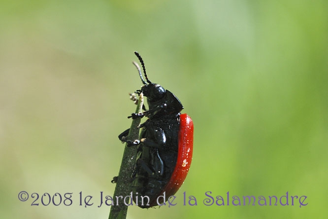Melasoma populi au Jardin de la Salamandre au Jardin de la Salamandre en Dordogne