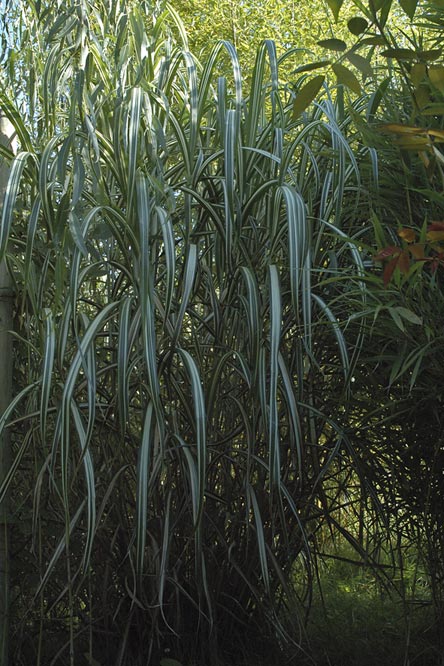 Miscanthus sinensis var. condensatus 'Cabaret'au Jardin de la Salamandre en Dordogne