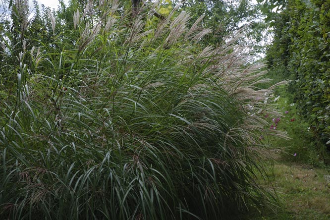 Miscanthus sinensis 'Undine' au Jardin de la Salamandre en Dordogne en Dordogne