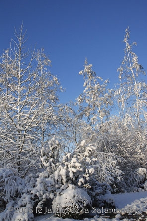 Aulnes blancs de neige au Jardin de la Salamandre en Dordogne