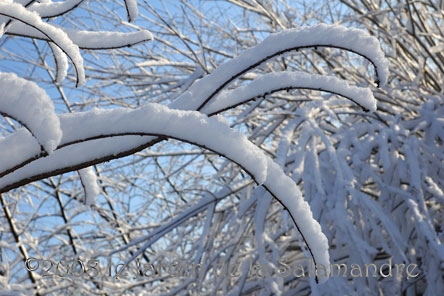 Scène de neige sur les cyprès au Jardin de la Salamandre en Dordogne