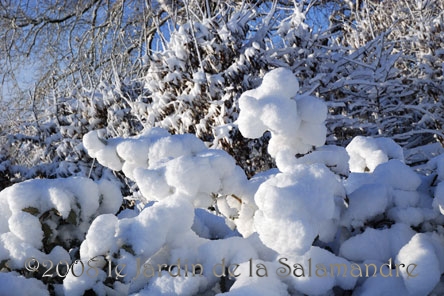 Végétaux sous la neige au Jardin de la Salamandre en Dordogne
