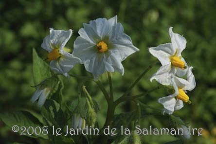 Pomme de terre 'Oeil de Perdrix' au Jardin de la Salamandre en Dordogne