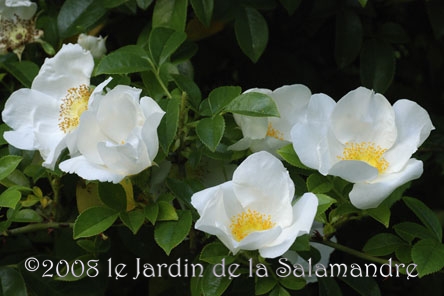 Rosa laevigata au Jardin de la Salamandre en Dordogne