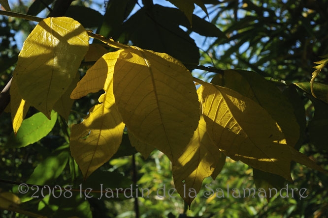 Rhus chinensis en automne au Jardin de la Salamandre en Dordogne