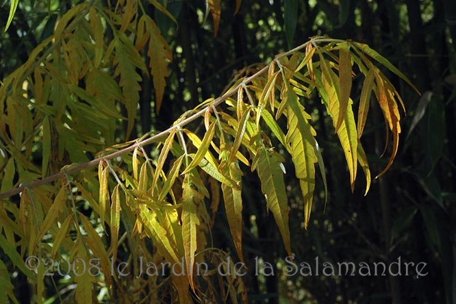 Rhus typhina 'Dissecta' en automne au Jardin de la Salamandre en Dordogne