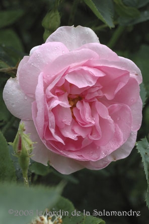 Rosa 'Celeste' au Jardin de la Salamandre en Dordogne