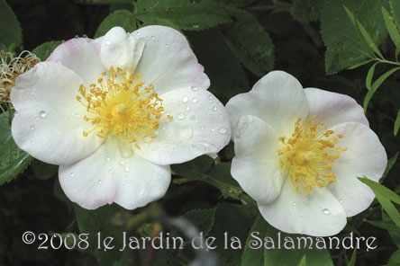 Rosa dupontii au Jardin de la Salamandre en Dordogne