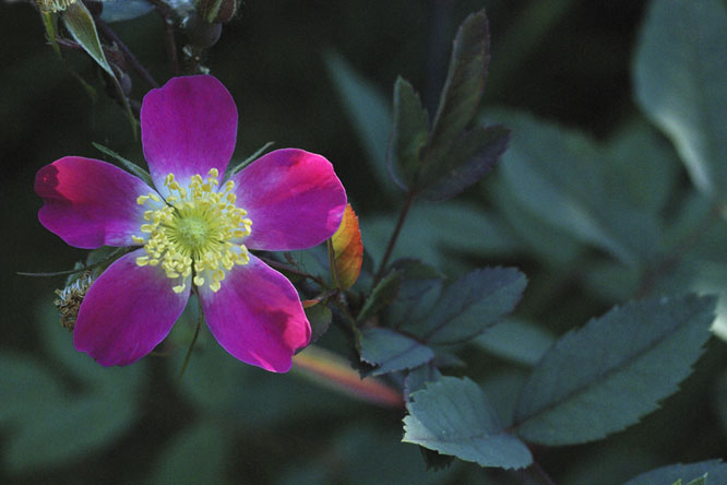 Rosa glauca 'Glaucescens' au Jardin de la Salamandre en Dordogne