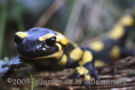 Salamandre (Salamandra s. terrestris) au Jardin de la Salamandre en Dordogne