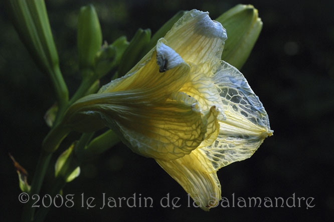 Hemerocallis 'So Lovely' fanant au Jardin de la Salamandre en Dordogne