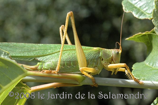 Grande sauterelle verte (Tettigonia viridissima) au Jardin de la Salamandre en Dordogne